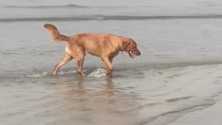 Golden retriever plays in waves at the beach