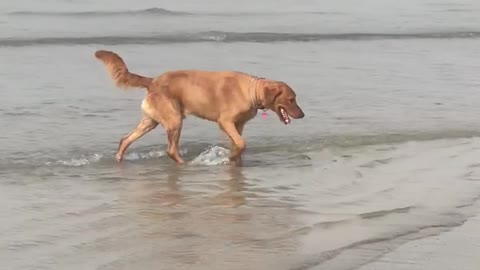 Golden retriever plays in waves at the beach