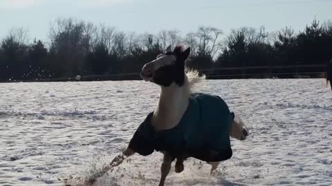 Horse Skids in the Snow - Hilarious Pets