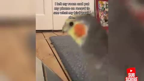 Funny - birds and parrots Videos Compilation cute moment of animals