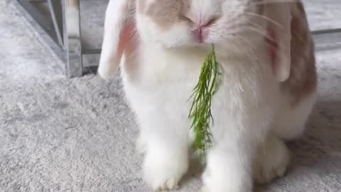 Some bunny asmr to brighten your Monday 🐰💜