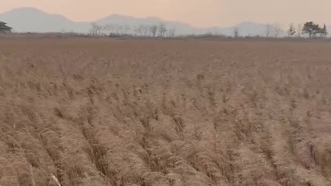 wetland reed field