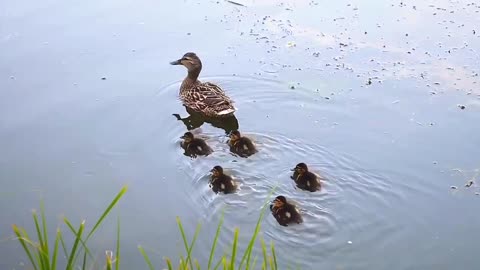 Mother duck, carefully taking her child to play in the water