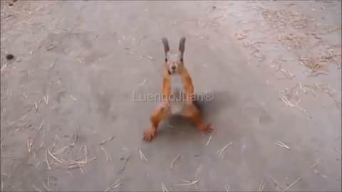 dancing rabbits