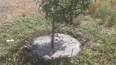 Watering a tree