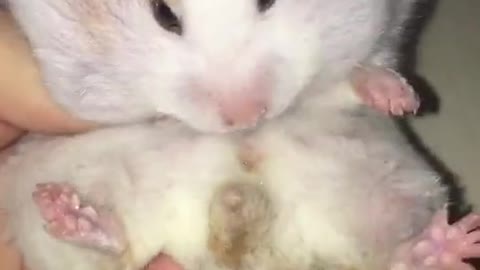 Hamster swallows bunch of grapes
