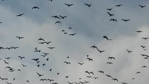 Giant Flock of Geese Flying Near The Highway