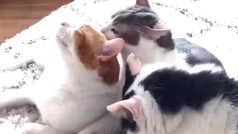 3 cats lick each other
