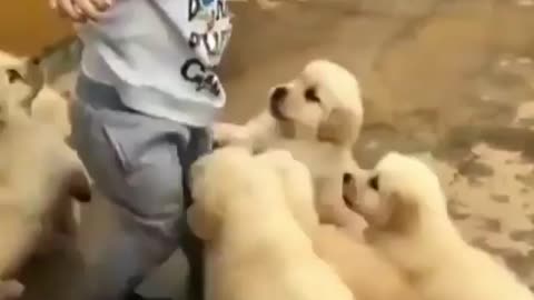 Game Puppies with a boy