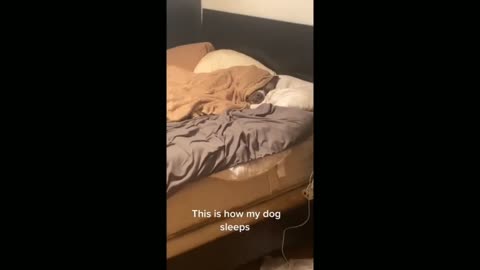 Lazy doggy humorously gets woken up for work