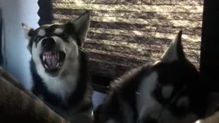 Brother and sister fight