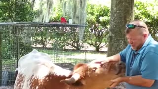 🐄 June the 650 Pound Cow LUVS to be Petted! 🤠