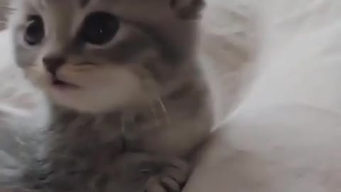 Funny Cats and Kittens Meowing Compilation 2021