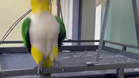 Baby Animals 🔴 Funny Parrots and Cute Birds Compilation (2022) Loros Adorables Recopilación