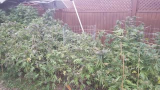 Outdoor Cannabis Garden Tour - October 28 - Week 9 / Week 10 of Flower - Final Update Of The Season