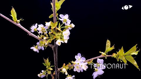 Cherry Blossom 4K Timelapse