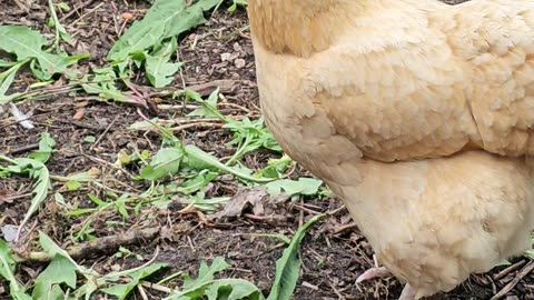 OMC! Poor little hen upset that her favorite nesting box is taken! #chickens #hen #upset #shorts