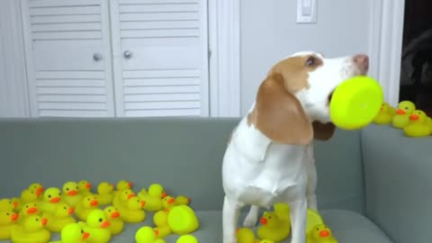 Puppy vs Giant Rubber Ducky Prank: Cute Puppy Dog Indie