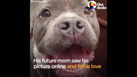 Dog Found Alone Never Leaves His New Mom's Side | The Dodo