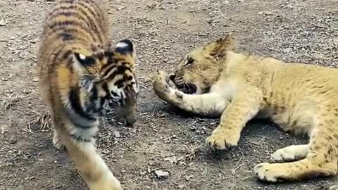 baby#tigerking#lion