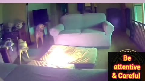 "Paws Disaster: Dog's Battery Chew Sets House Ablaze"