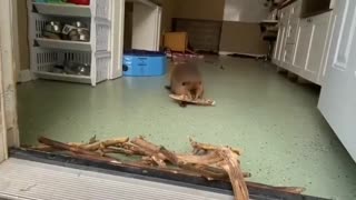 A beaver in rehab builds a dam by the doorway