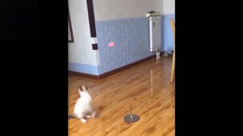 Funny Cat Practicing Handball