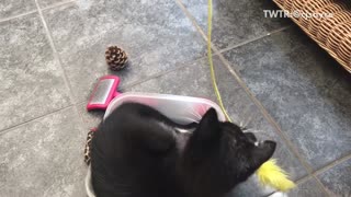 Black cat in bucket playing with yellow toy