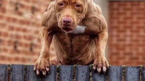 dog lover Pitbull #short video 🔥🔥🔥