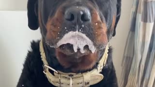 Rottweiler gets Tricked into taking Medicine Tablets 😂