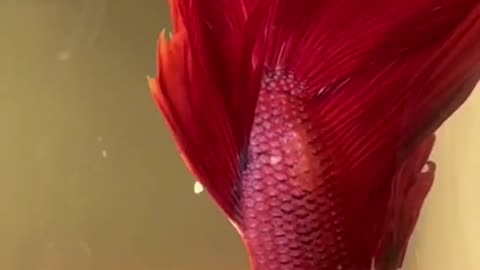 Red_Diamond🔻 Responsible_Parents♀️♂️ Glittery Red Beautiful Fish #BettaFish #Aquarium #Viral_Shorts