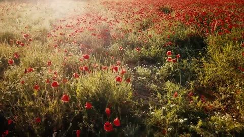 HD flower video | Amazing nature | Free HD videos - no copyright