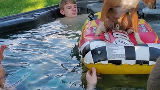Cutest pup enjoying the hot tub with the boys
