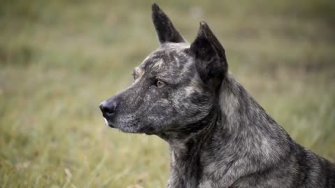 Territorio de Zaguates "Land of The Strays" Dog Rescue Ranch Sanctuary in Costa Rica