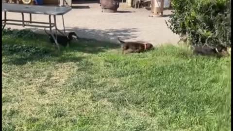 Why is this dog sniffing another dog's ass?