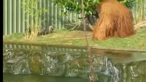 Orangutan attack on otter orangutan otter wildlife