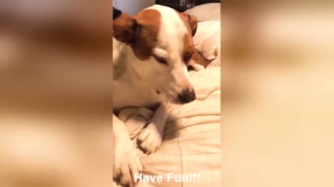 Guilty dog makes a strange noise with his mouth...
