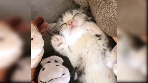 Funny and cute cats