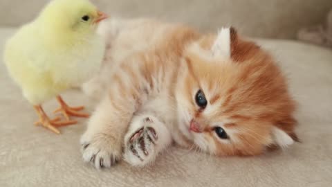 Kitten sleeps sweet with the chiken