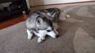 Husky gently playing with a hand