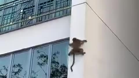 Monkey climbing down the building. Amazing skills