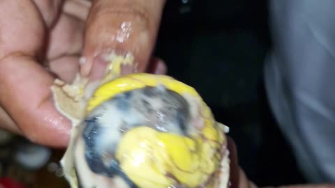 Balut, The Philippines champion of street food challenges!
