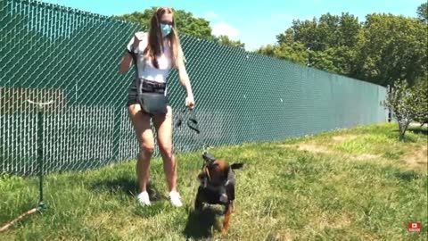 Aggressive Dog Attacks Dog Trainer Trying to Help! YIKES!