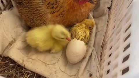 baby chicken born