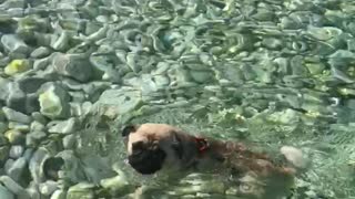 Brown pug dog swimming in water with rocks