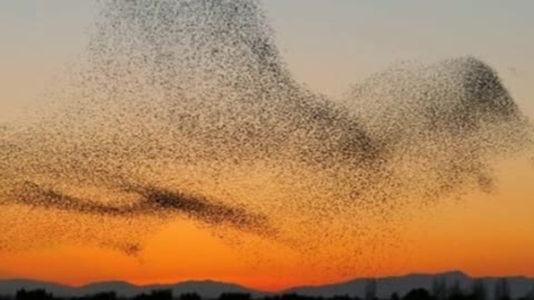 Amazing Photograph Of Starling Formation