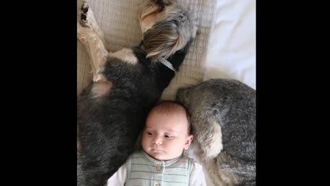 Baby and my single pet dog are taking a nap