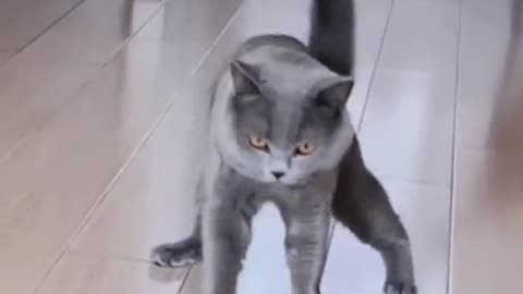 Funny cat Drinking Liquor and walk unbelievable
