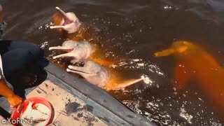 Boto-cor-de-rosa - Amazonas Pink River Dolphin