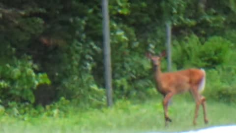 White-tailed deer